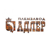 Адлер